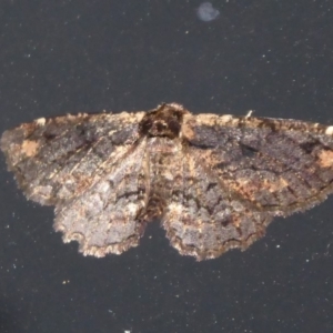 Pholodes sinistraria at Flynn, ACT - 14 Oct 2019 07:19 PM