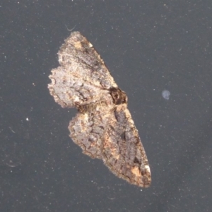 Pholodes sinistraria at Flynn, ACT - 14 Oct 2019 07:19 PM