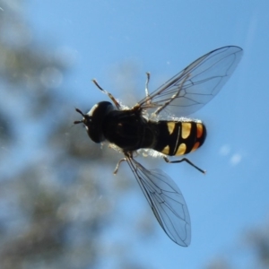 Melangyna sp. (genus) at Booth, ACT - 18 Oct 2019