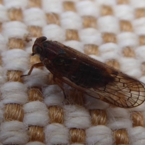 Cajeta sp. (genus) at Flynn, ACT - 19 Oct 2019 01:27 PM