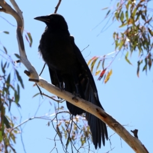 Corvus coronoides at Rendezvous Creek, ACT - 18 Oct 2019