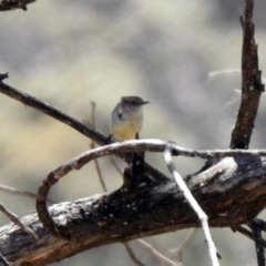 Acanthiza reguloides at Rendezvous Creek, ACT - 18 Oct 2019 01:00 PM