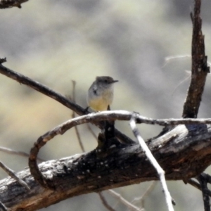 Acanthiza reguloides at Rendezvous Creek, ACT - 18 Oct 2019 01:00 PM