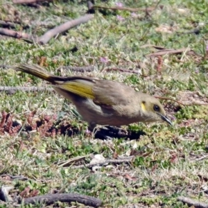 Ptilotula fusca at Rendezvous Creek, ACT - 18 Oct 2019