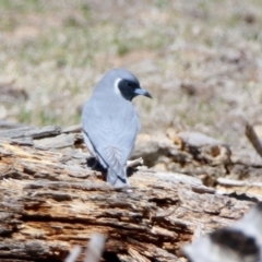 Artamus personatus (Masked Woodswallow) at Rendezvous Creek, ACT - 18 Oct 2019 by RodDeb