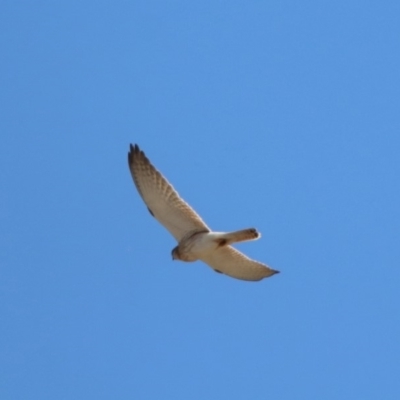 Falco cenchroides (Nankeen Kestrel) at Rendezvous Creek, ACT - 18 Oct 2019 by RodDeb