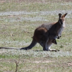 Notamacropus rufogriseus at Rendezvous Creek, ACT - 18 Oct 2019 11:59 AM