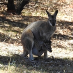 Notamacropus rufogriseus at Rendezvous Creek, ACT - 18 Oct 2019 11:59 AM