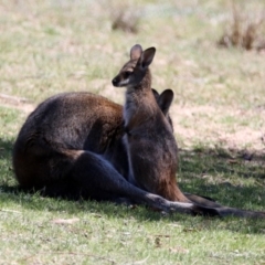 Notamacropus rufogriseus at Rendezvous Creek, ACT - 18 Oct 2019 11:59 AM