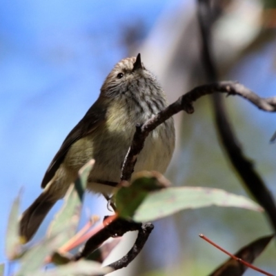 Acanthiza lineata (Striated Thornbill) at Rendezvous Creek, ACT - 18 Oct 2019 by RodDeb