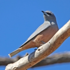 Artamus superciliosus (White-browed Woodswallow) at Rendezvous Creek, ACT - 18 Oct 2019 by RodDeb