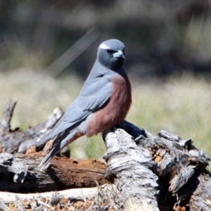 Artamus superciliosus at Rendezvous Creek, ACT - 18 Oct 2019 11:07 AM