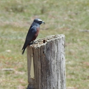 Artamus superciliosus at Rendezvous Creek, ACT - 18 Oct 2019 11:07 AM