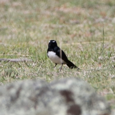 Rhipidura leucophrys (Willie Wagtail) at Booth, ACT - 18 Oct 2019 by RodDeb