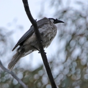 Philemon corniculatus at Paddys River, ACT - 19 Oct 2019