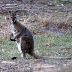 Notamacropus rufogriseus (Red-necked Wallaby) at Paddys River, ACT - 19 Oct 2019 by RodDeb