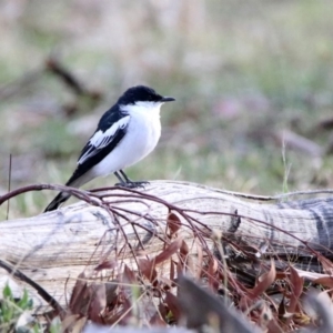 Lalage tricolor at Tennent, ACT - 19 Oct 2019 05:52 PM