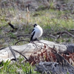 Lalage tricolor at Tennent, ACT - 19 Oct 2019 05:52 PM