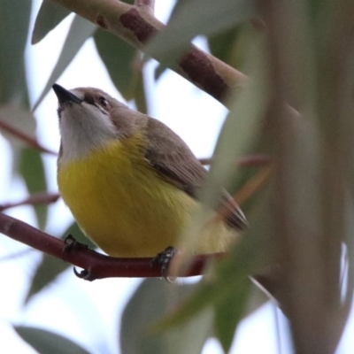 Gerygone olivacea (White-throated Gerygone) at Paddys River, ACT - 19 Oct 2019 by RodDeb