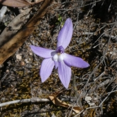 Glossodia major (Wax Lip Orchid) at Theodore, ACT - 20 Oct 2019 by owenh