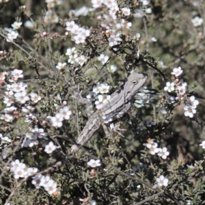 Amphibolurus muricatus at Gundaroo, NSW - 20 Oct 2019