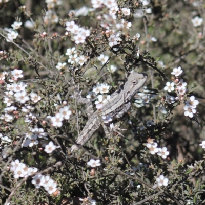 Amphibolurus muricatus (Jacky Lizard) at Gundaroo, NSW - 20 Oct 2019 by Gunyijan