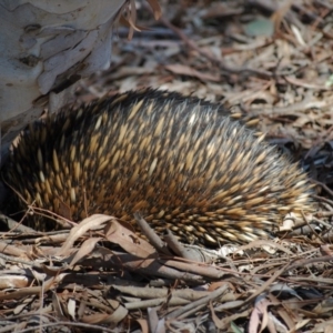 Tachyglossus aculeatus at Majura, ACT - 1 Jan 2007