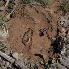 Urodacus manicatus (Black Rock Scorpion) at Mount Majura - 1 Jan 2007 by mac084