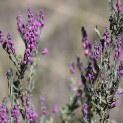 Comesperma ericinum (Heath Milkwort) at Gundaroo, NSW - 20 Oct 2019 by Gunyijan