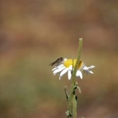 Melangyna sp. (genus) (Hover Fly) at Hackett, ACT - 1 Jan 2007 by mac084