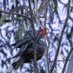 Callocephalon fimbriatum (Gang-gang Cockatoo) at Hughes, ACT - 12 Oct 2019 by BIrdsinCanberra