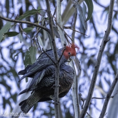 Callocephalon fimbriatum (Gang-gang Cockatoo) at Hughes, ACT - 12 Oct 2019 by BIrdsinCanberra