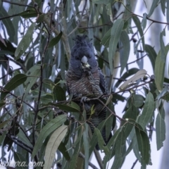 Callocephalon fimbriatum at Hughes, ACT - suppressed