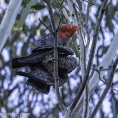 Callocephalon fimbriatum at Hughes, ACT - suppressed