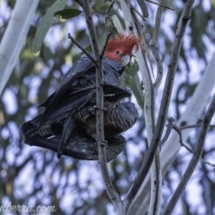 Callocephalon fimbriatum at Hughes, ACT - suppressed