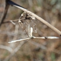 Wheeleria spilodactylus (Horehound plume moth) at Cook, ACT - 20 Oct 2019 by CathB