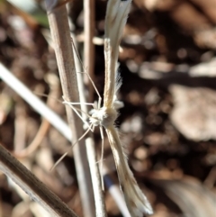 Wheeleria spilodactylus at Cook, ACT - 20 Oct 2019