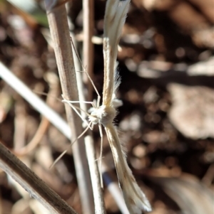 Wheeleria spilodactylus at Cook, ACT - 20 Oct 2019