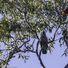 Callocephalon fimbriatum (Gang-gang Cockatoo) at Hughes, ACT - 12 Oct 2019 by BIrdsinCanberra