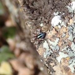 Maratus chrysomelas (Variable Peacock Spider) at Cook, ACT - 20 Oct 2019 by CathB