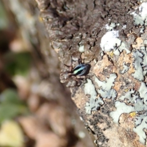 Maratus chrysomelas at Cook, ACT - 20 Oct 2019 11:24 AM