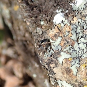 Maratus chrysomelas at Cook, ACT - 20 Oct 2019 11:24 AM