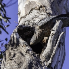 Callocephalon fimbriatum (Gang-gang Cockatoo) at Deakin, ACT - 13 Oct 2019 by BIrdsinCanberra