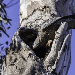 Callocephalon fimbriatum (Gang-gang Cockatoo) at Deakin, ACT - 12 Oct 2019 by BIrdsinCanberra