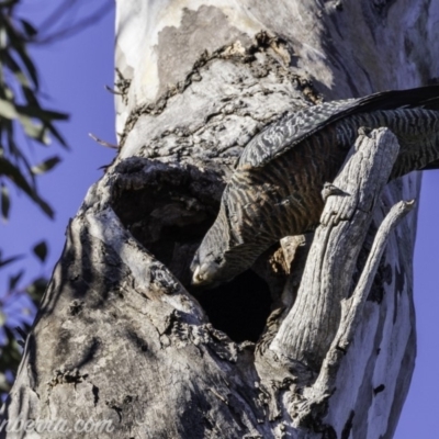 Callocephalon fimbriatum (Gang-gang Cockatoo) at Deakin, ACT - 13 Oct 2019 by BIrdsinCanberra