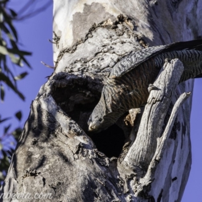 Callocephalon fimbriatum (Gang-gang Cockatoo) at Deakin, ACT - 12 Oct 2019 by BIrdsinCanberra