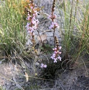 Stylidium sp. at Aranda, ACT - 20 Oct 2019 04:15 PM