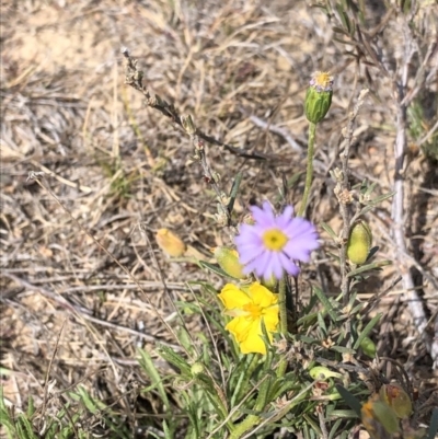 Vittadinia muelleri (Narrow-leafed New Holland Daisy) at Hackett, ACT - 20 Oct 2019 by Jubeyjubes