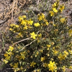 Hibbertia calycina (Lesser Guinea-flower) at Hackett, ACT - 20 Oct 2019 by Jubeyjubes