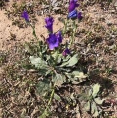 Echium plantagineum (Paterson's Curse) at Molonglo Valley, ACT - 20 Oct 2019 by Jubeyjubes